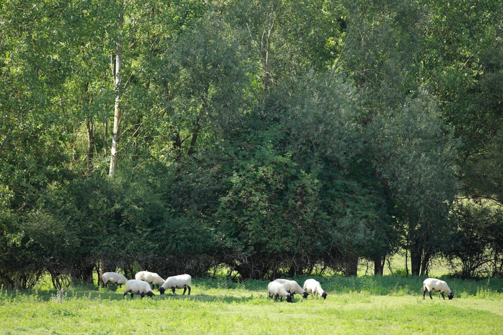 Auberge Du Parc Baudricourt Zimmer foto